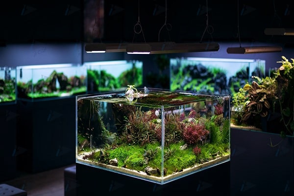 پالوداریوم پالوداریوم