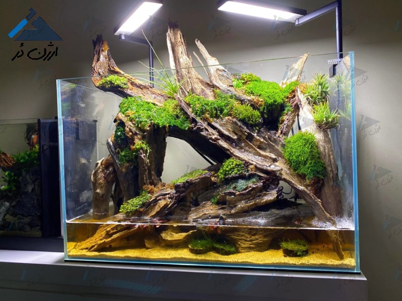 پالوداریوم پالوداریوم