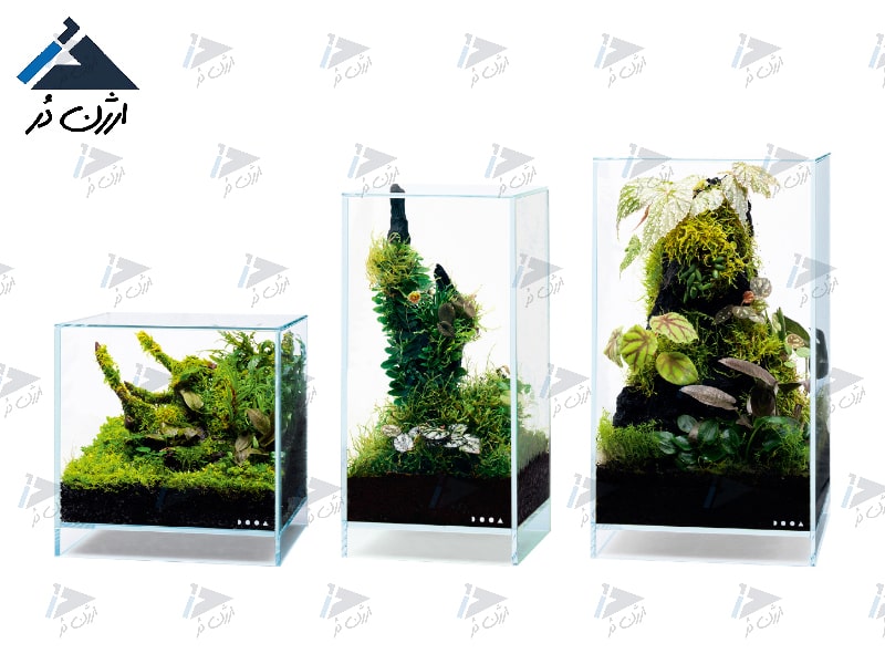 پالوداریوم پالوداریوم